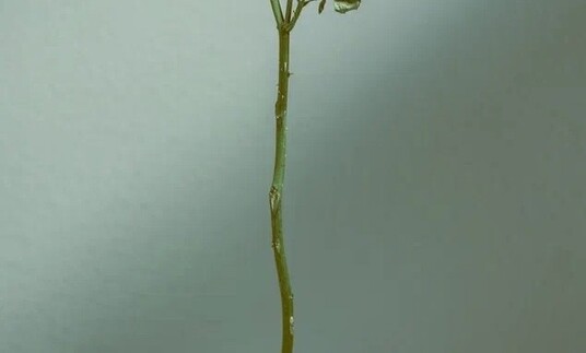 Выставка Алисы Лю «О наивной хрупкости» Выставка Алисы Лю «О наивной хрупкости»