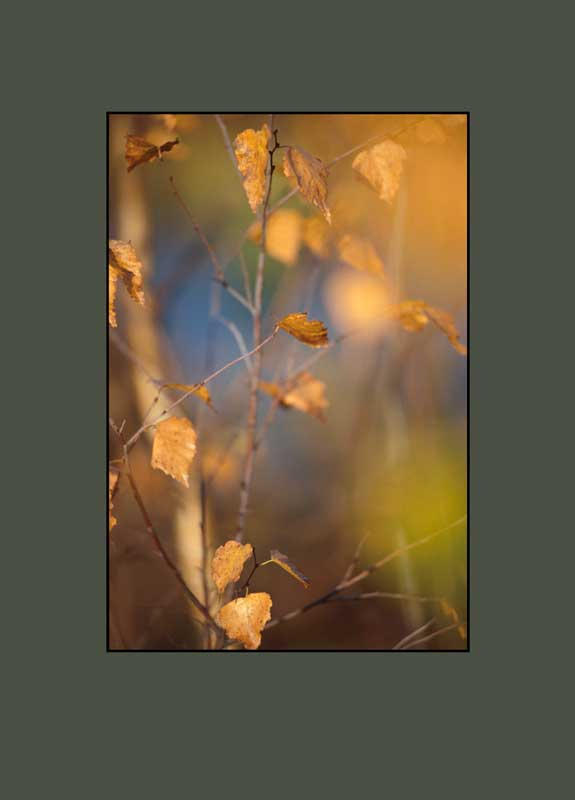 Autumnal Blur