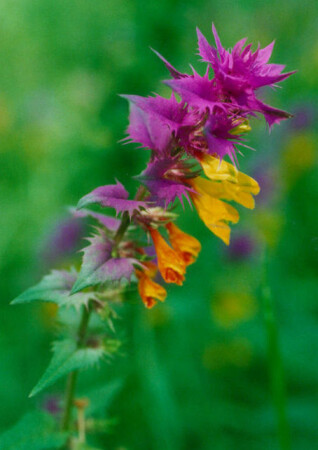 Иван-да-Марья