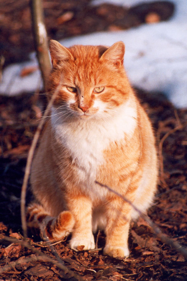 Котяра