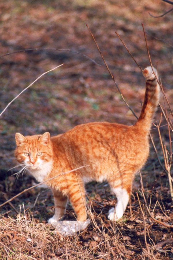 Рыжий КОТ
