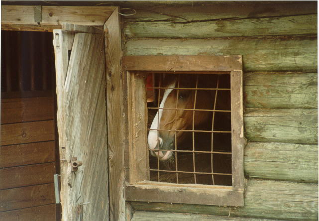 Просто Лошадь