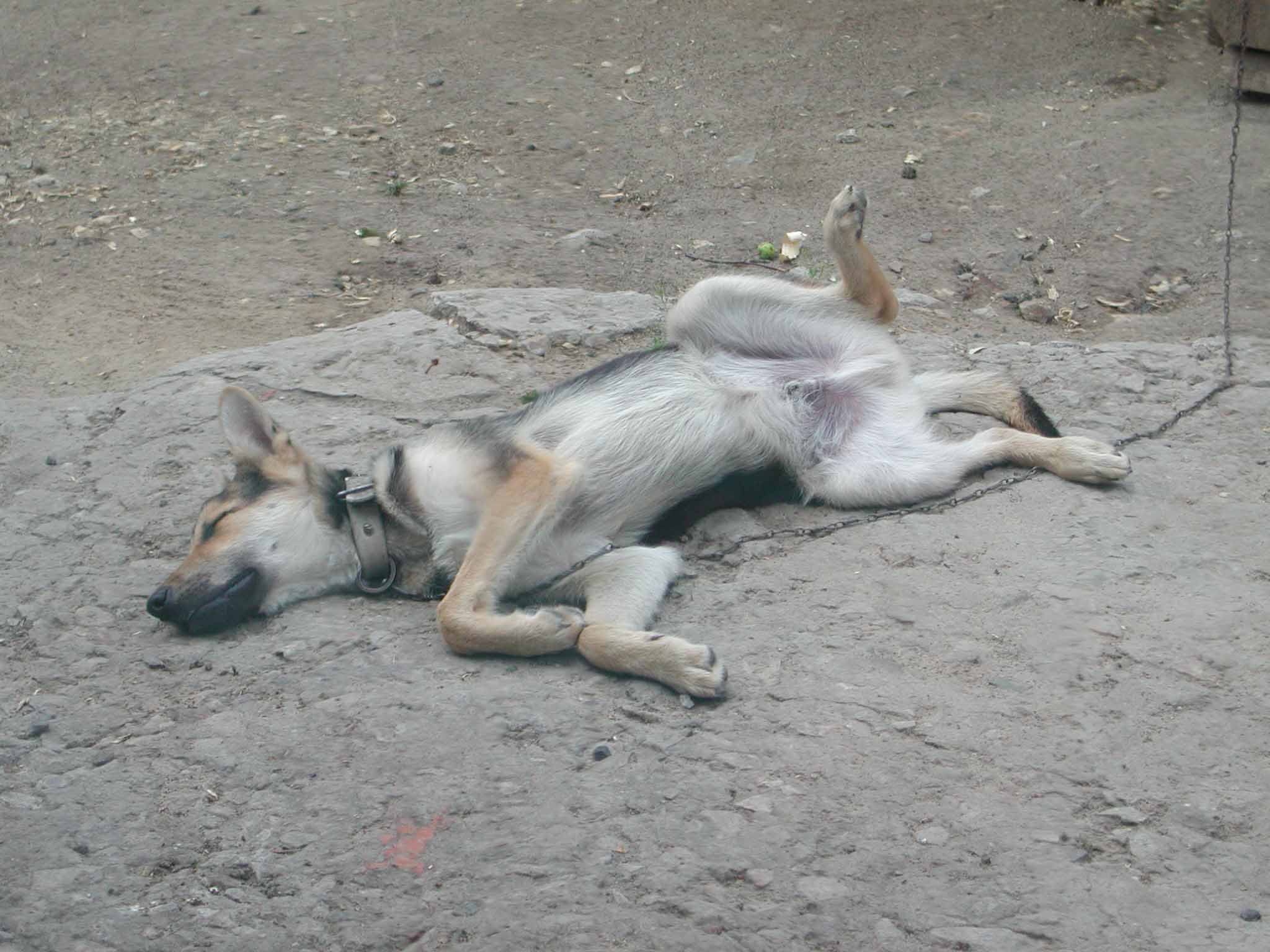 А мне приснился сон