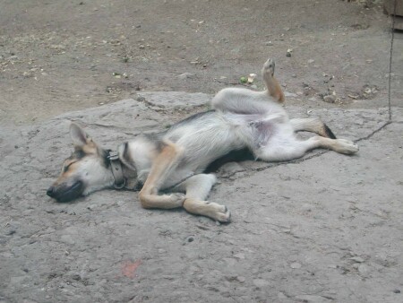 А мне приснился сон