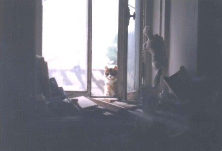 кот за окном