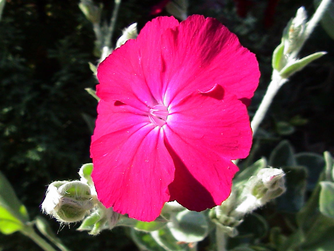 pink flower