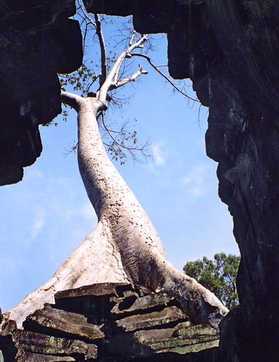 Tree over Cambodian Ruins