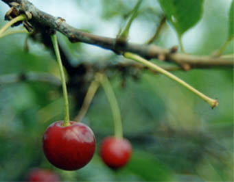 вишенка (вариант)