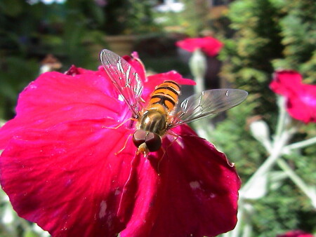 nosy insect
