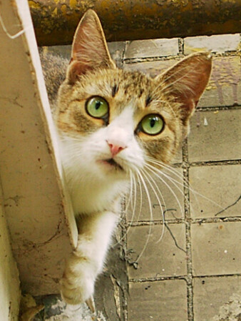 Кошка