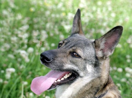 My dog