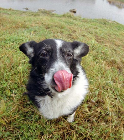 My dog Nessy