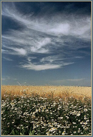 ЛЕТО...ПОЛДЕНЬ..ЖАРА.