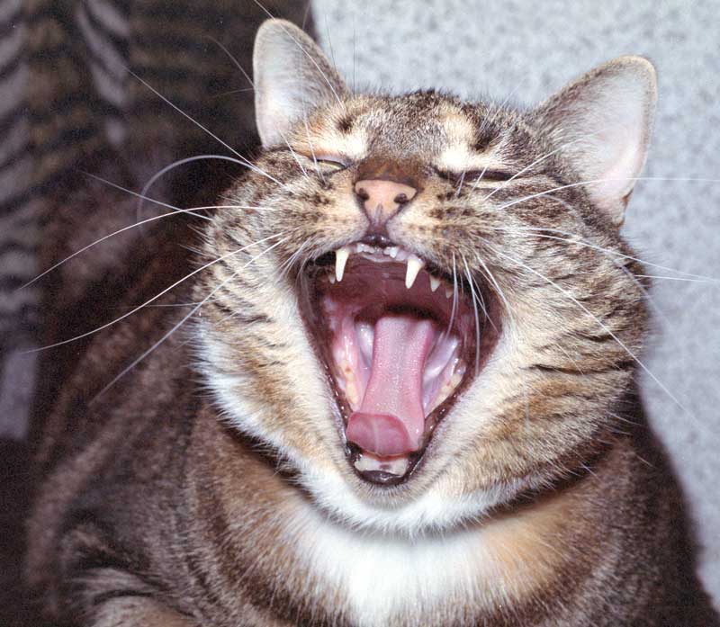My cat Barby