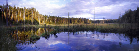 Болото на исходе дня