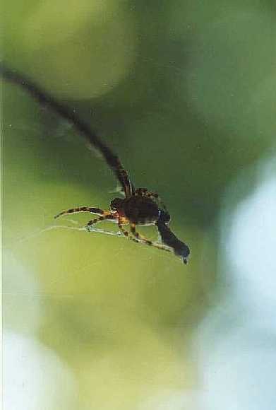 Паук