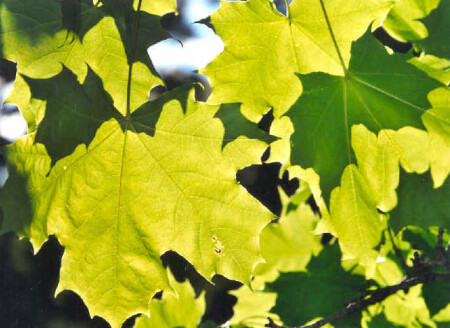Zanaves