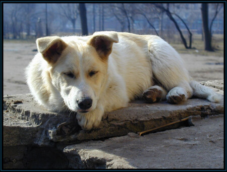 Беспризорник...