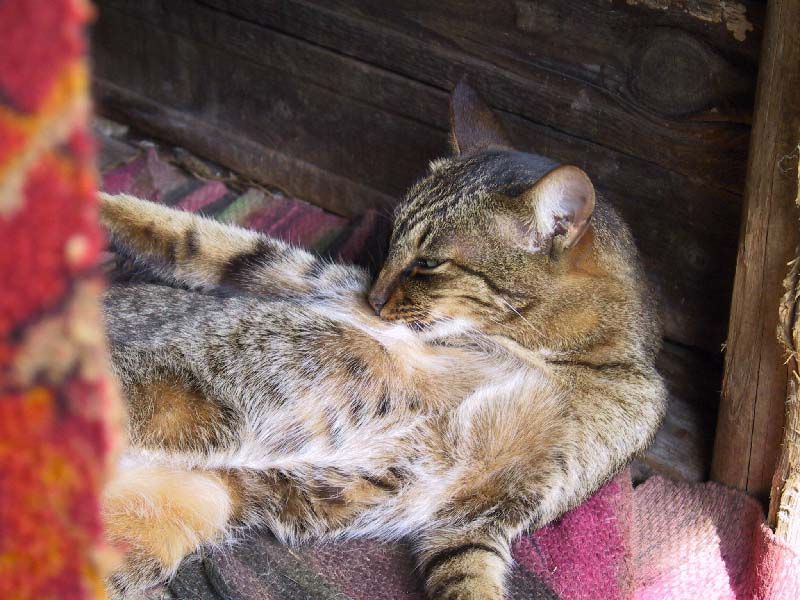 Кошка "Крыса"