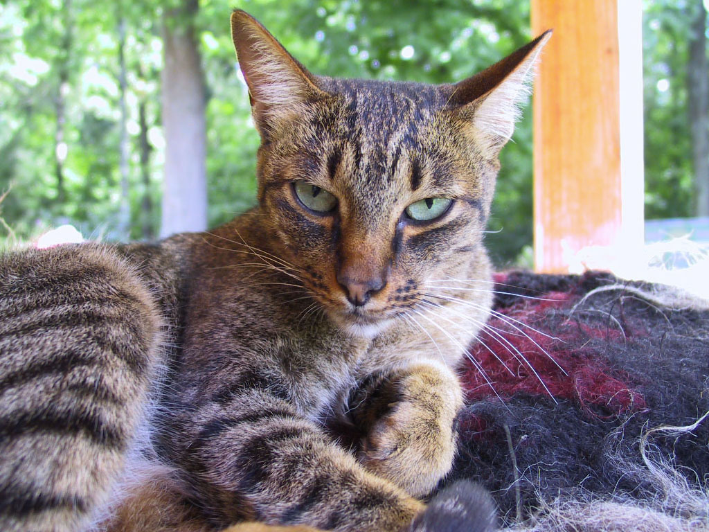 Кошка \
