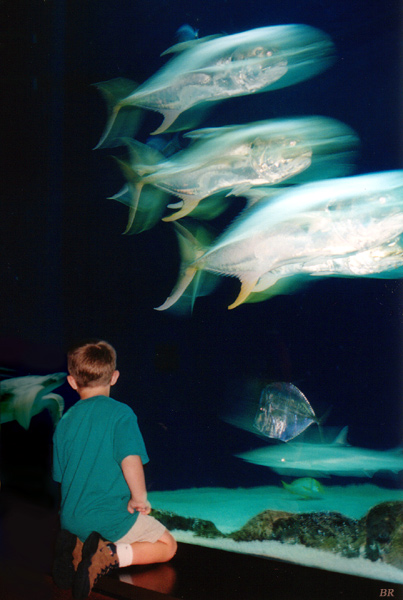 Tennessee aquarium