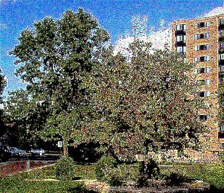 2 дерева