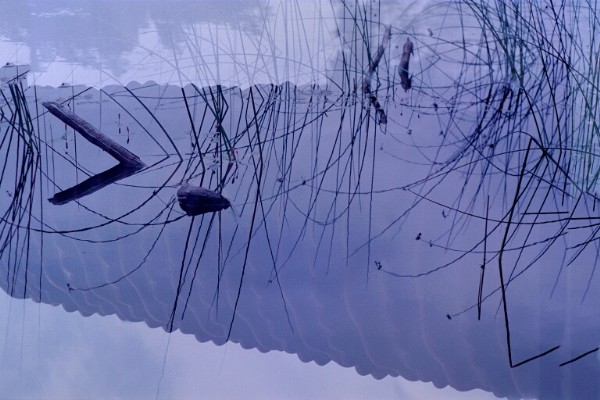 Forgotten pond