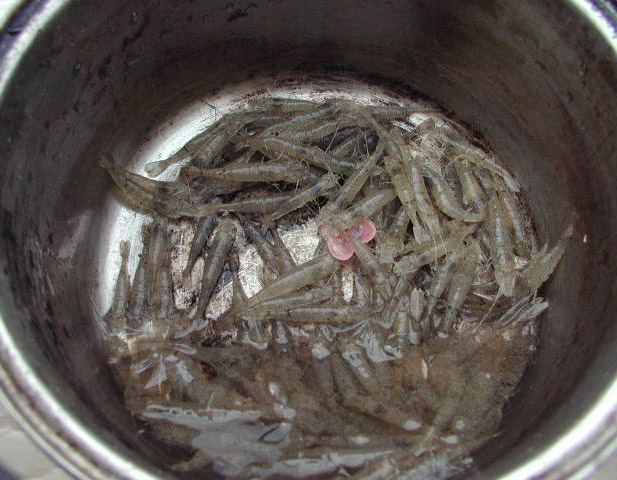 Улов рыбака