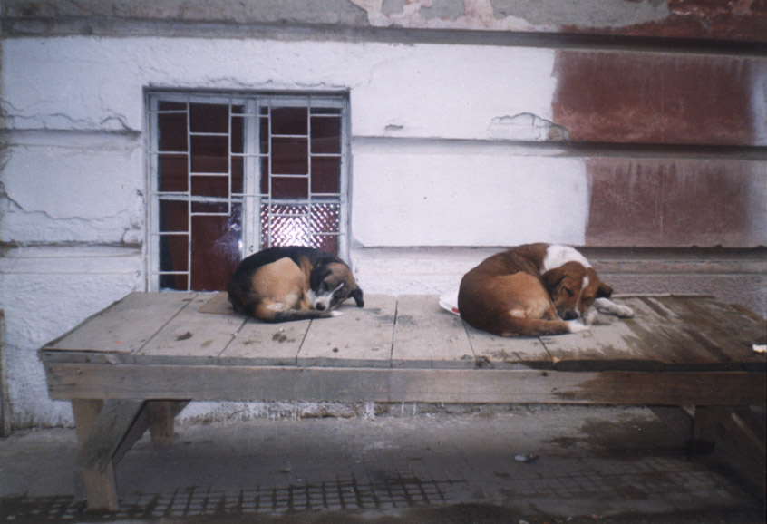 Poor Albanian Dogs