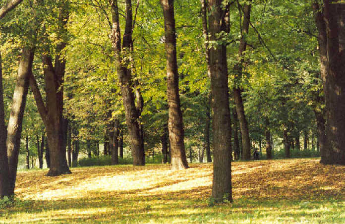 Osenniy park