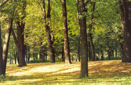 Osenniy park