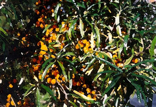 Sunberry