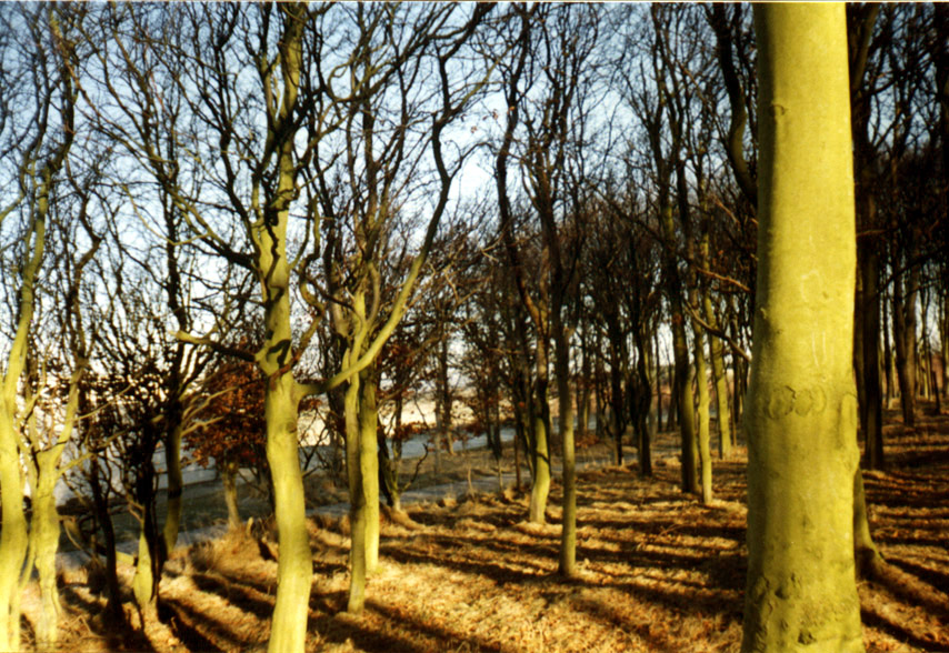 viking's cemetery