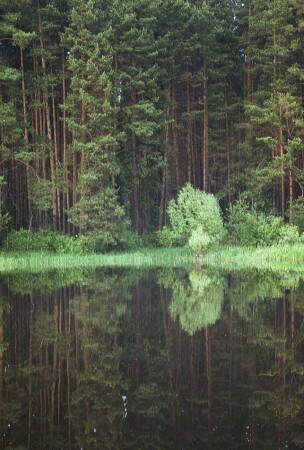 Лесное озеро