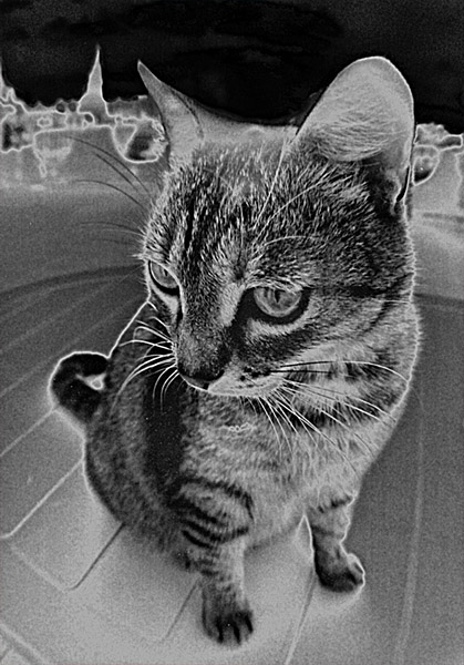 Cyмеречный кот