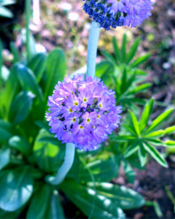 Фиолетовый букет