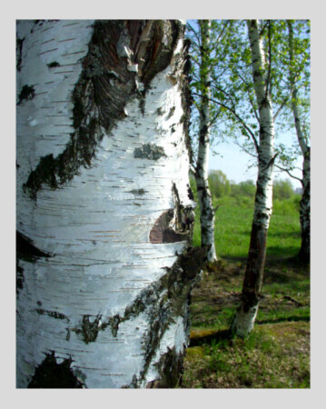 Лесное чудо