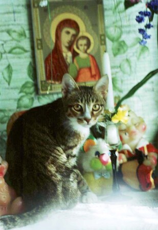 Kitten