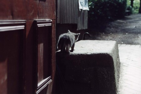 Коренной житель