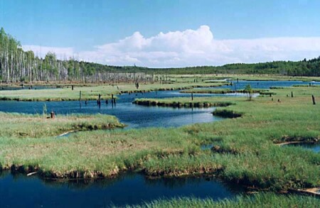 Своё болото