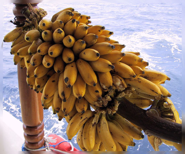 bananas