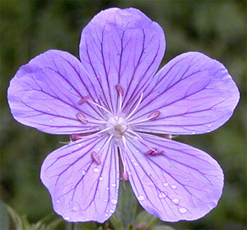 Утренняя роса