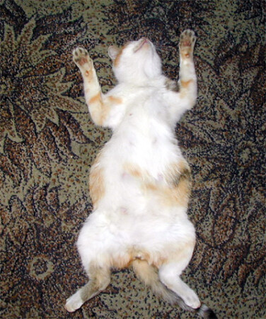 Кошка табака.