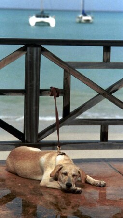 Bimba