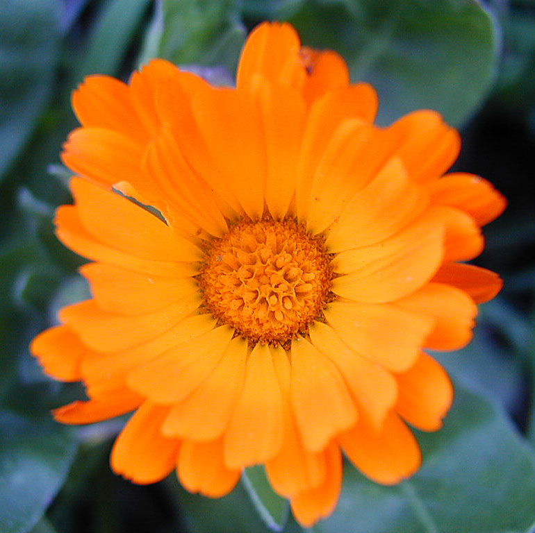 Flame Flower