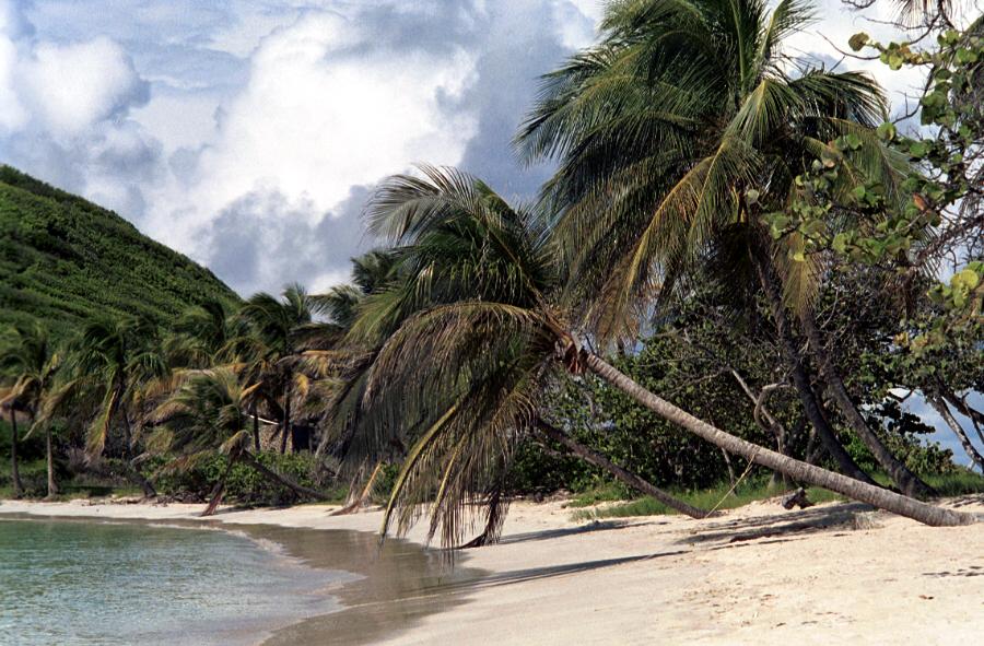Palm