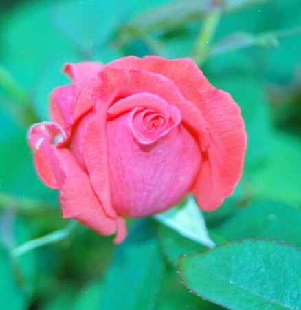 roza