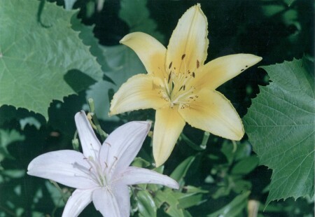 BOTANICA