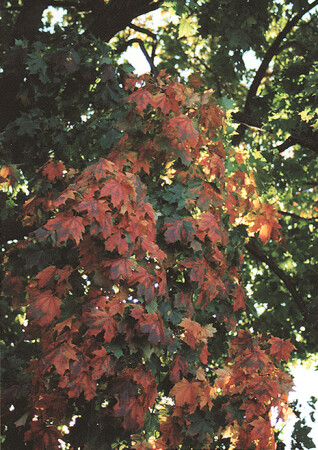 Deep red