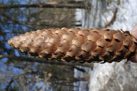 Еловая красавица